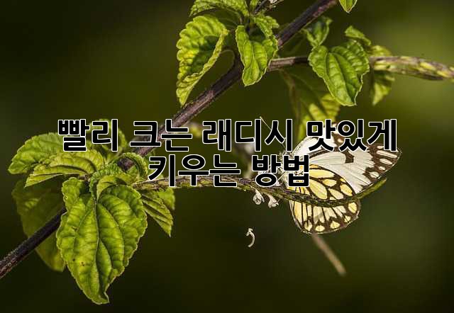 빨리 크는 래디시, 맛있게 키우는 방법!