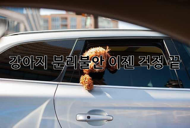 강아지 분리불안, 이젠 걱정 끝!